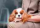 Kako odabrati štene cavalier king charles spaniel